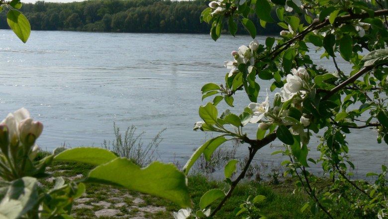 Blossoming tree on the riverbank with water in the background.