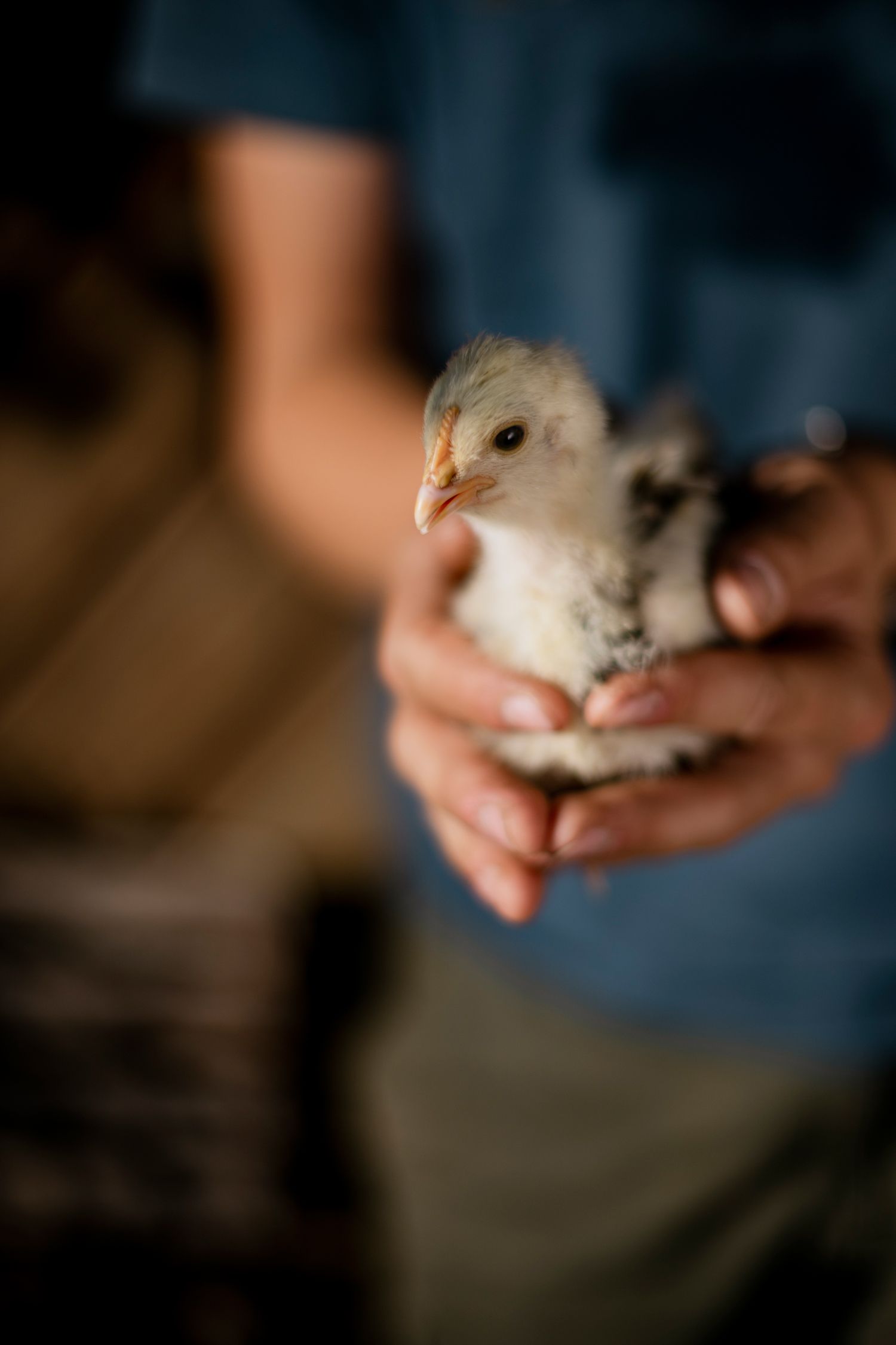 A person gently holds a small chick in their hands.