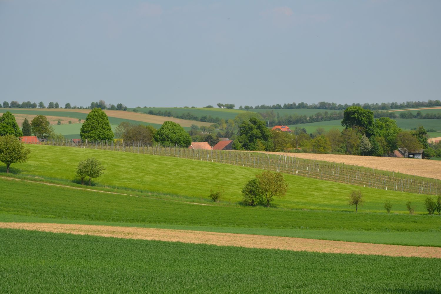 Landscape with green fields and trees in Hochleithen.