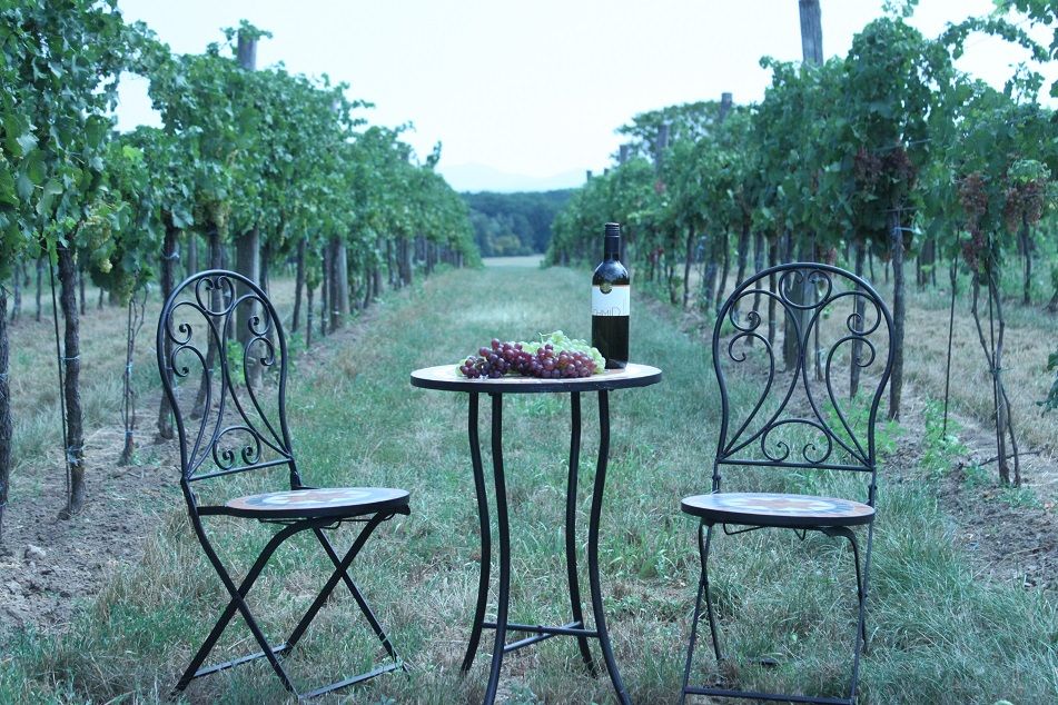 A table with a bottle of wine and grapes between two chairs in a vineyard.
