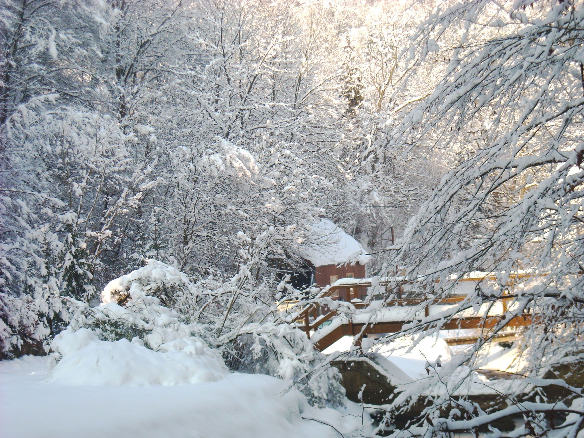 Snowy landscape with trees and a small house in the background.