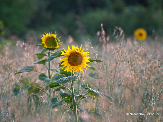 Sunflowers at Pernegg Monastery - summer © Natascha Zickbauer