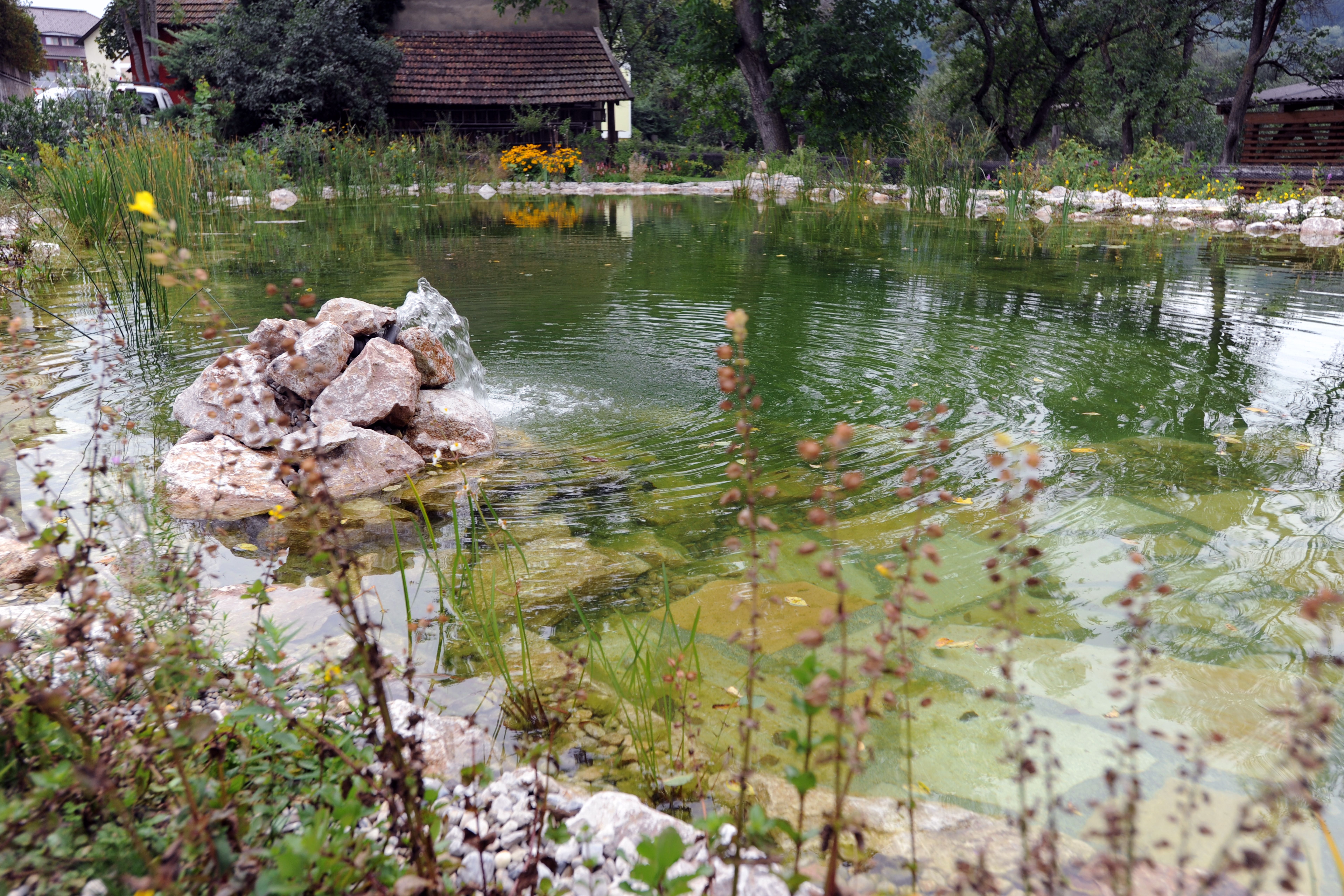 A natural pond with clear water, surrounded by plants and stones. Trees and a building can be seen in the background.