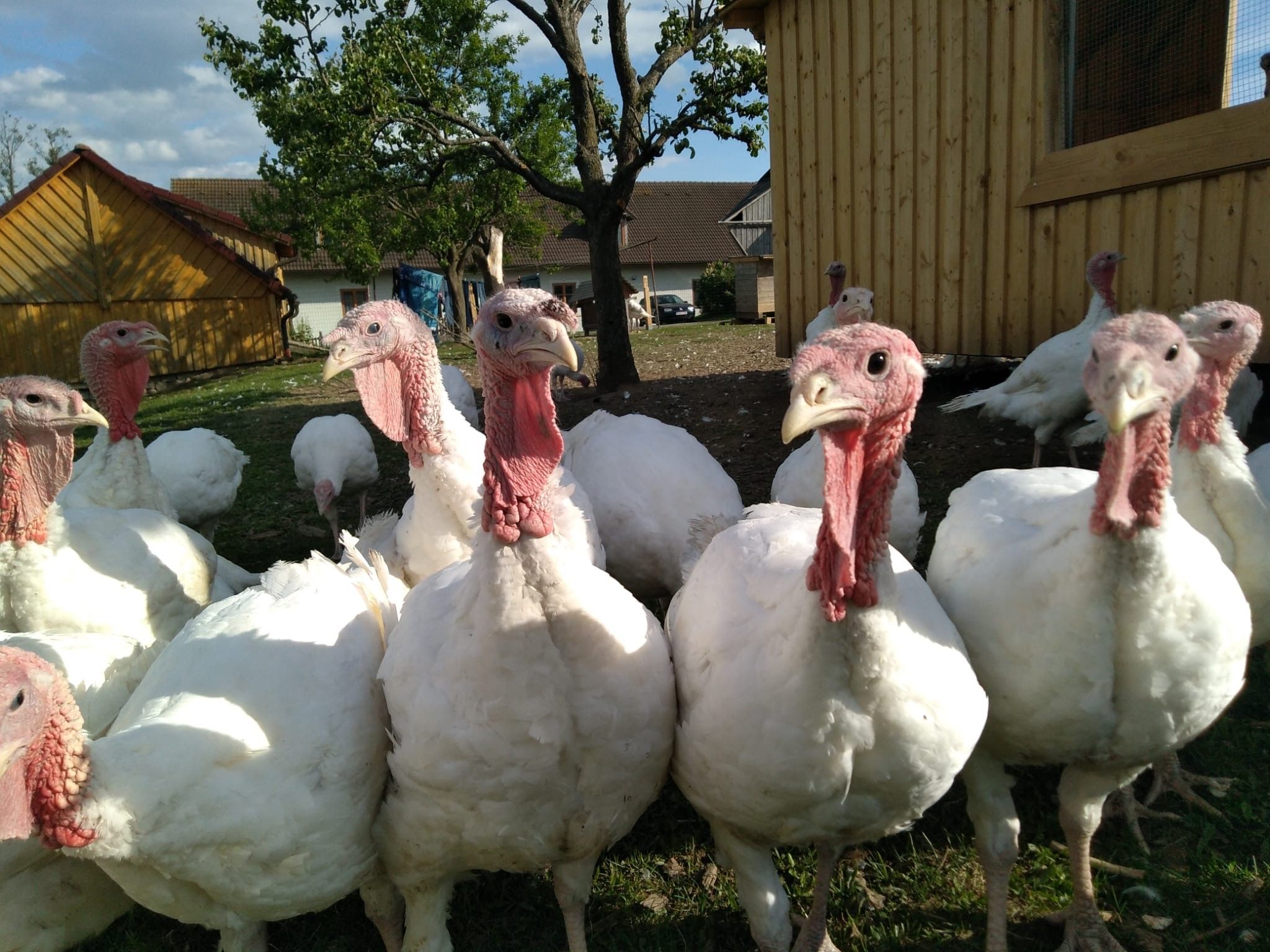 Turkeys