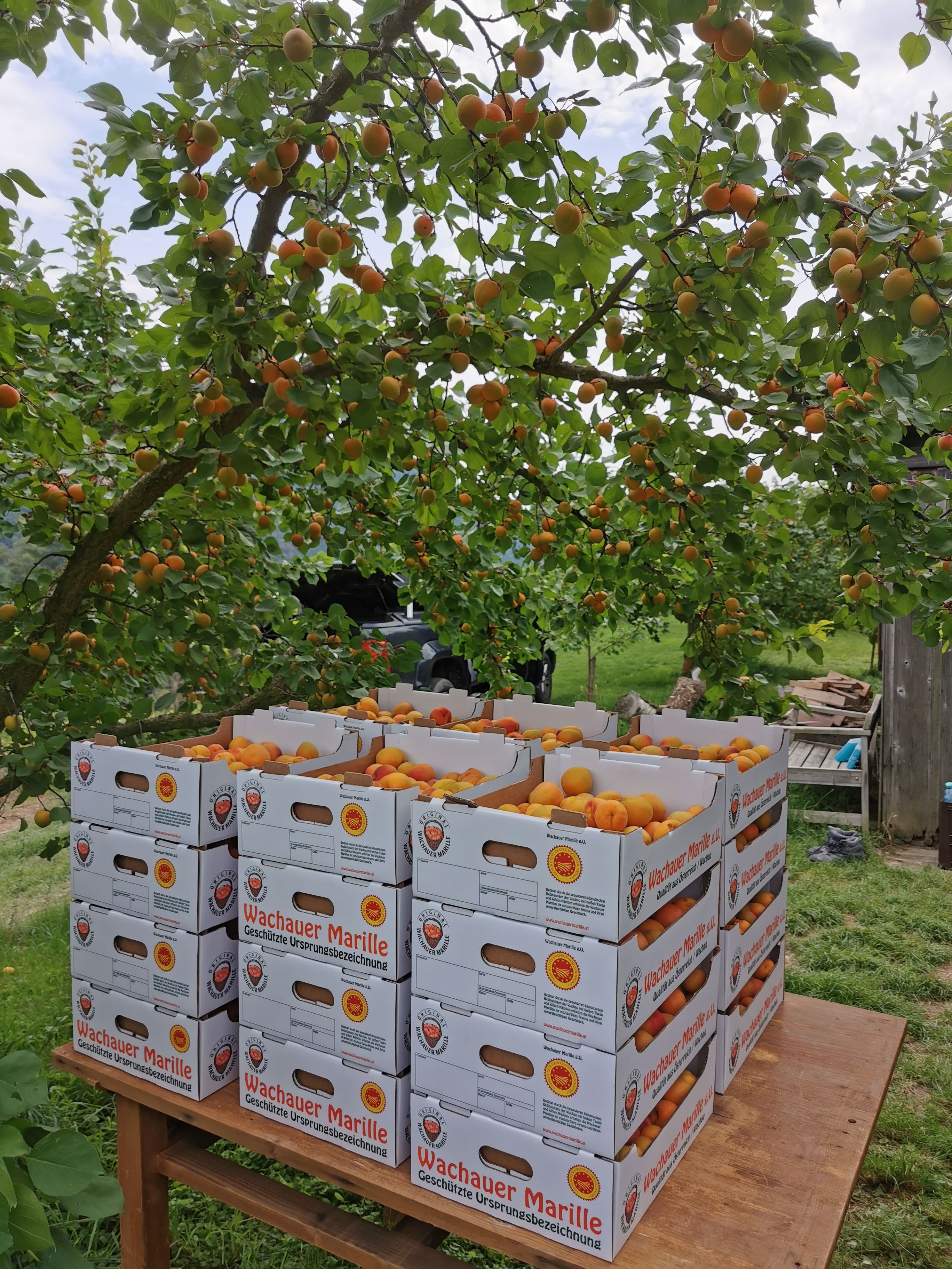 Boxes of Wachau apricots under a tree.