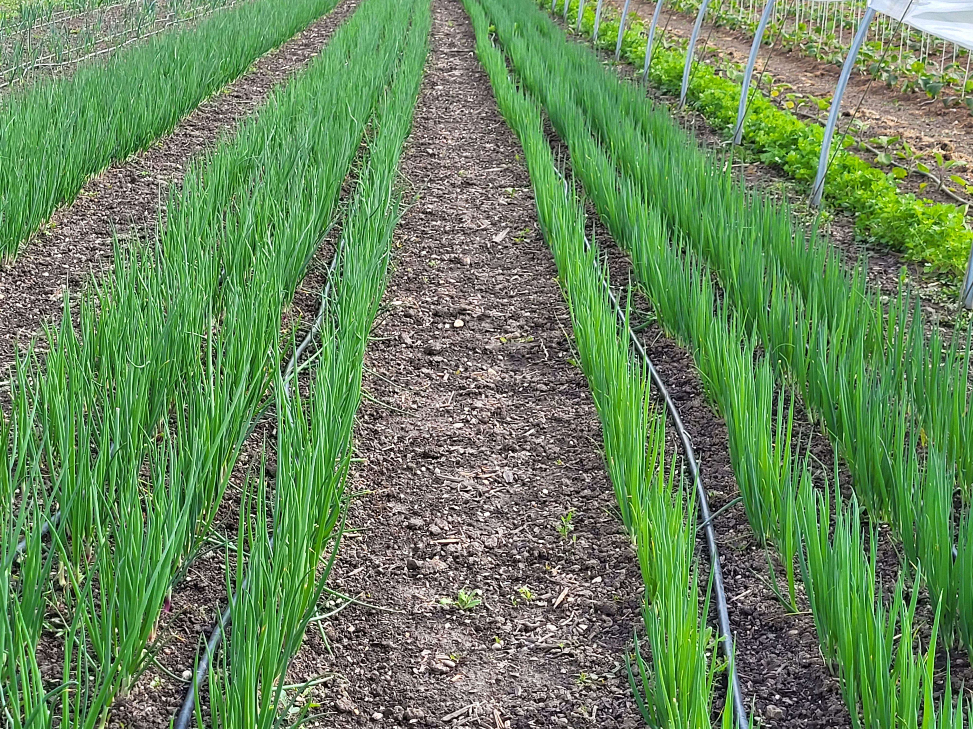 Rows of green onions grown in a vegetable field.