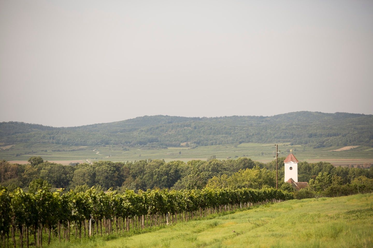 Vineyards around Pulkau