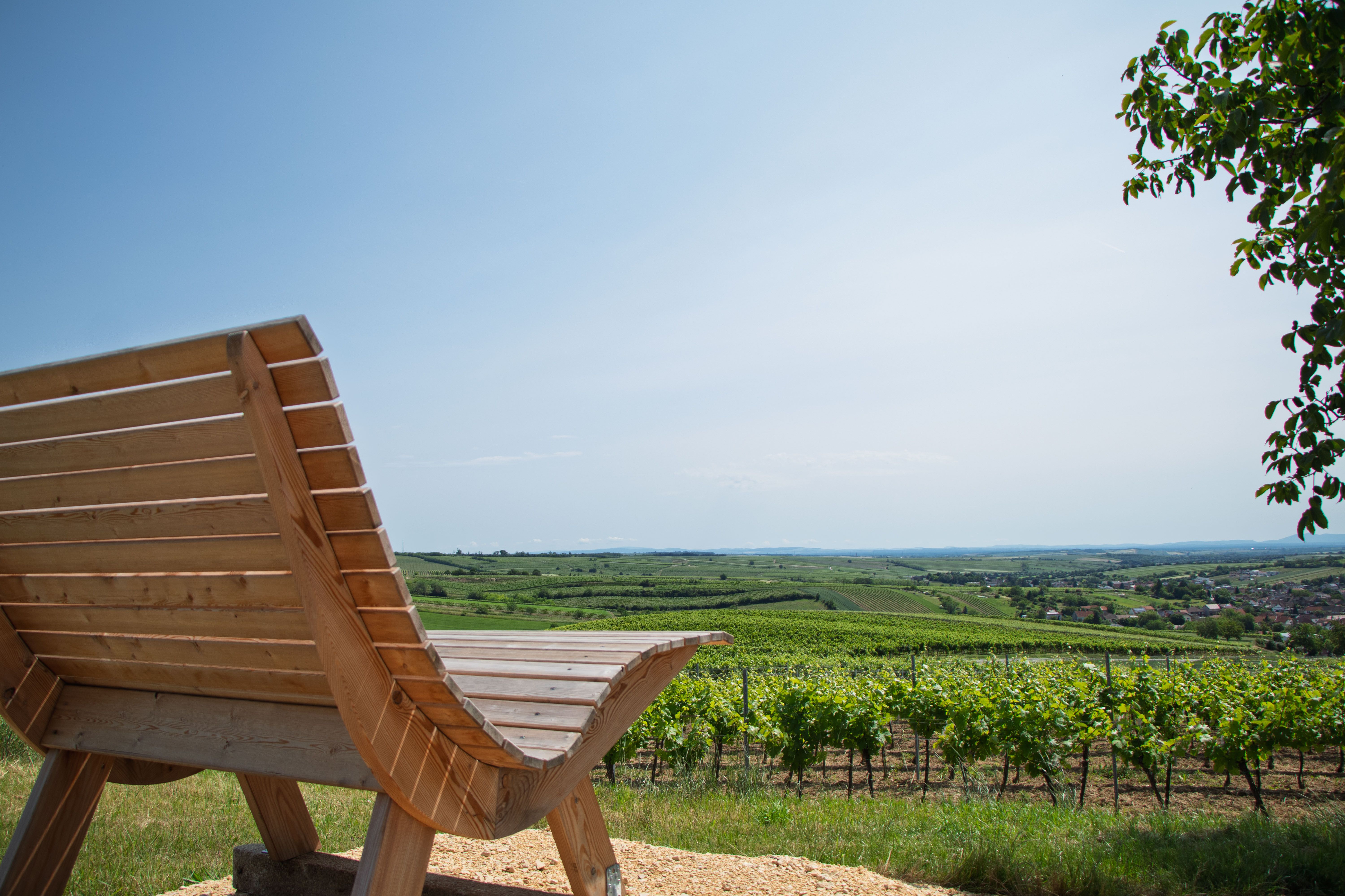 A wooden bench overlooking green vineyards under a blue sky.