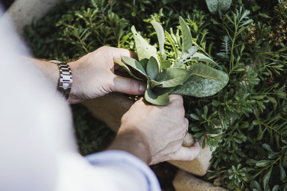 Person plants herbs in a garden.