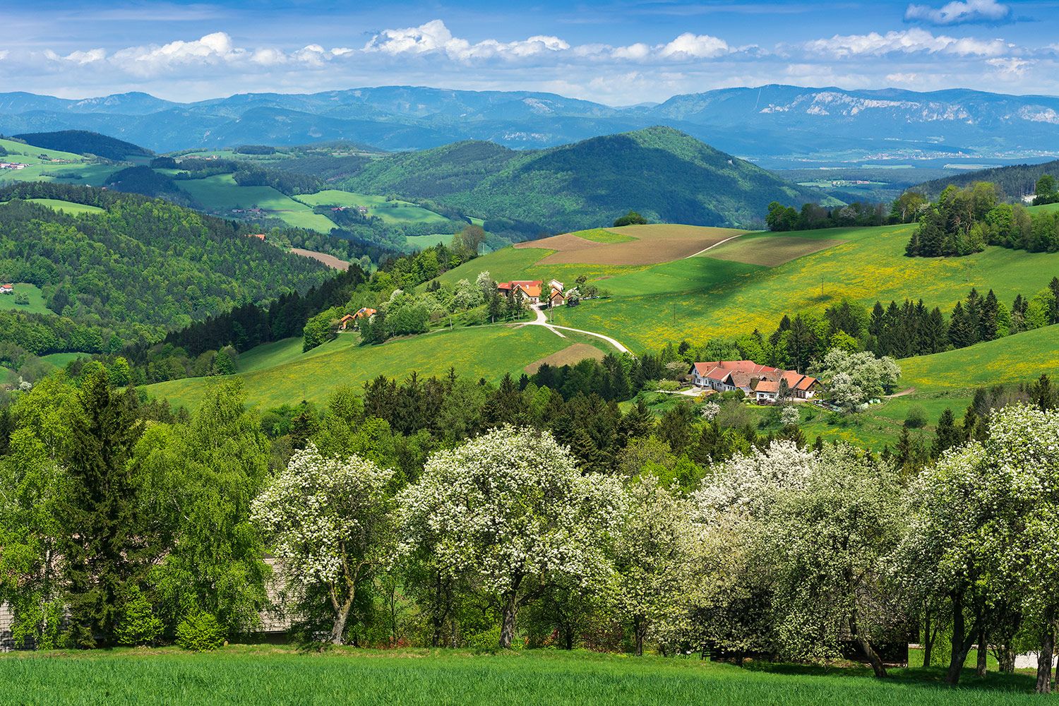 Spring landscape with blossoming trees and green hills in Thomasberg.