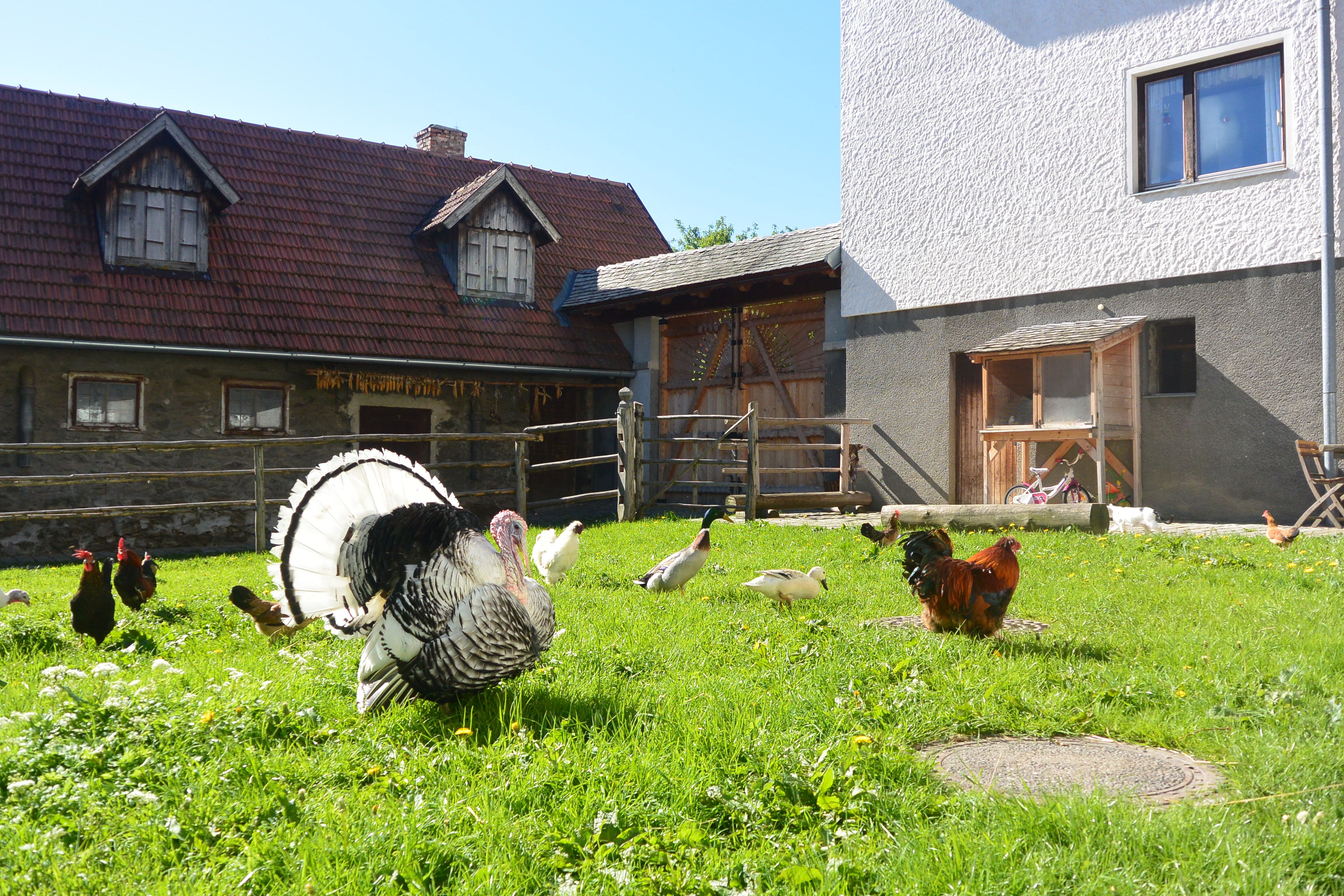 Chickens, ducks and a turkey on a green meadow in front of a farmhouse.