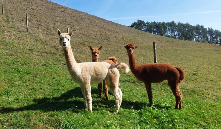 Three alpacas on a green meadow in front of a hill.