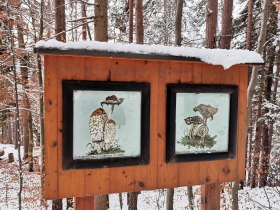 Lehrreiches &uuml;ber Pilze, &copy; Wiener Alpen in Nieder&ouml;sterreich - Wechsel