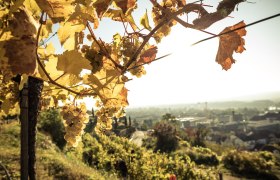 In the vineyard, &copy; Ideenladen Krems