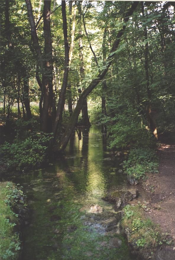 A small stream flows through a dense, green forest.