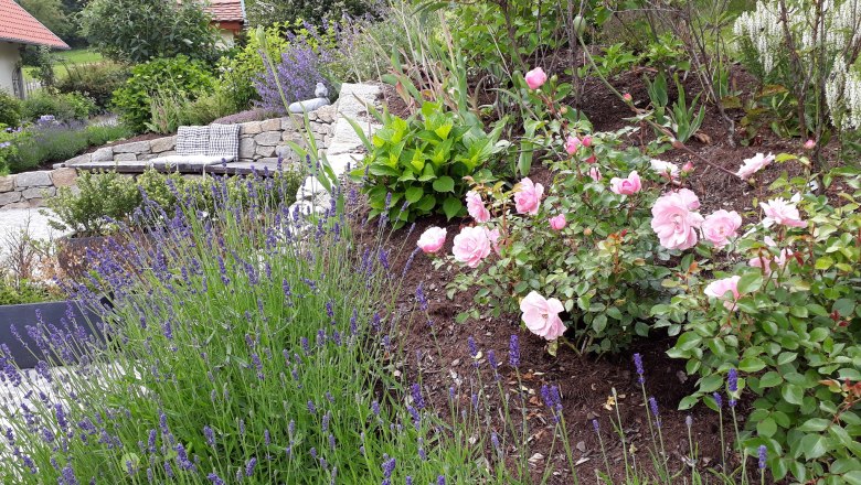 A garden with blooming lavender and pink roses, in the background a stone bench with cushions.