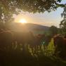 Cattle sunset, &copy; WANDLHOF