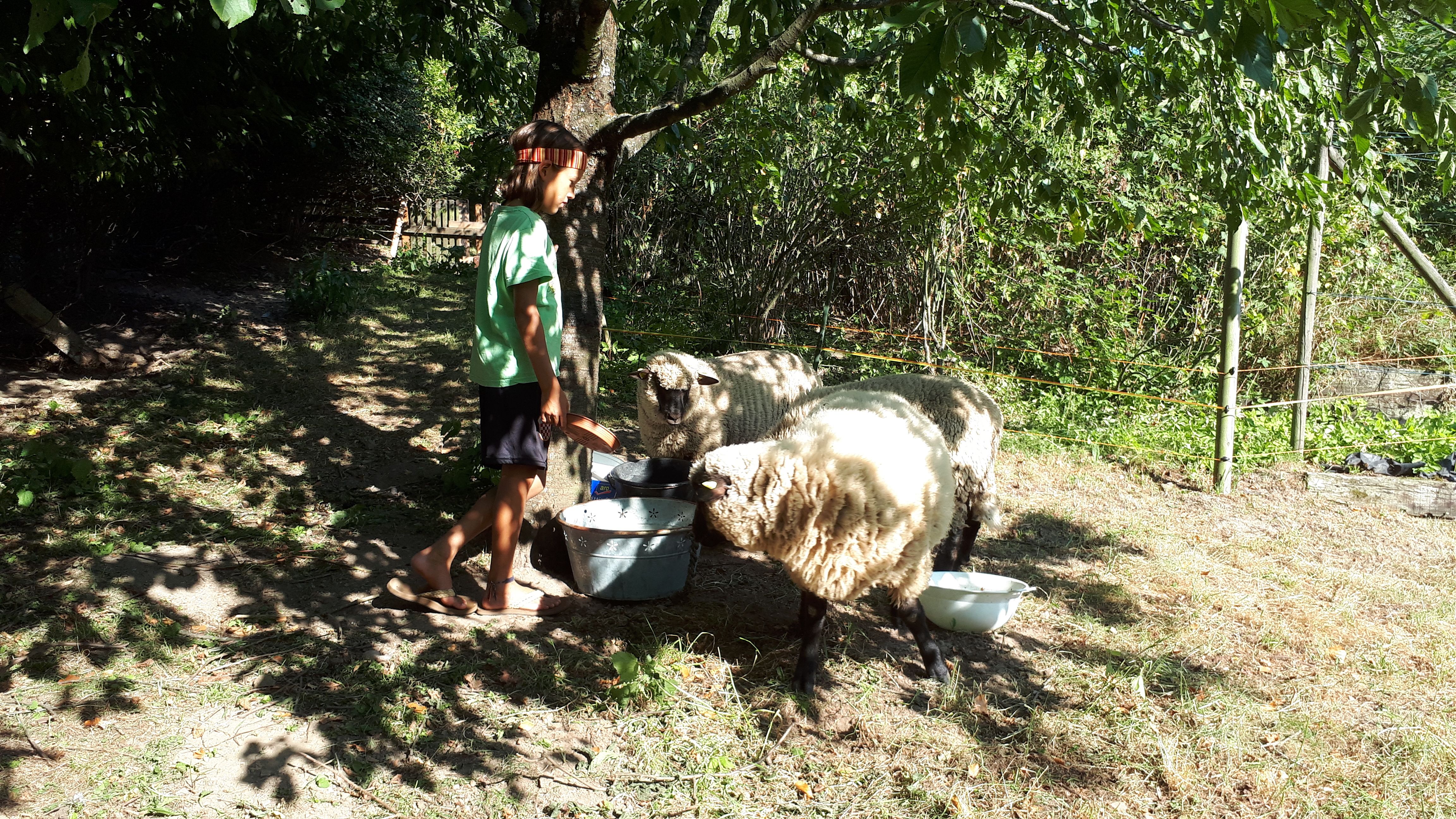 A child feeds sheep under a tree in the garden.