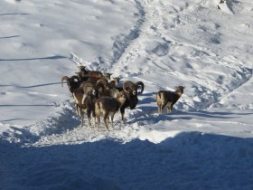 Mufflon, &copy; Wiener Alpen in Nieder&ouml;sterreich - Schneeberg Hohe Wand