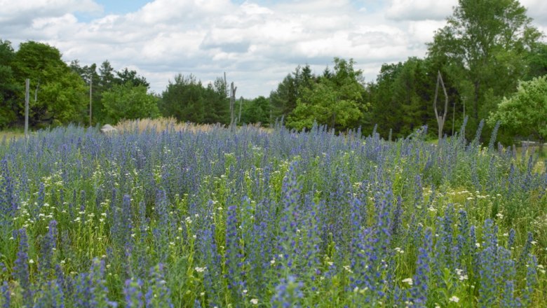 Flower meadow with purple and white blossoms, surrounded by trees and a cloudy sky.