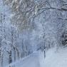 Snow-covered road with trees and fence in winter.
