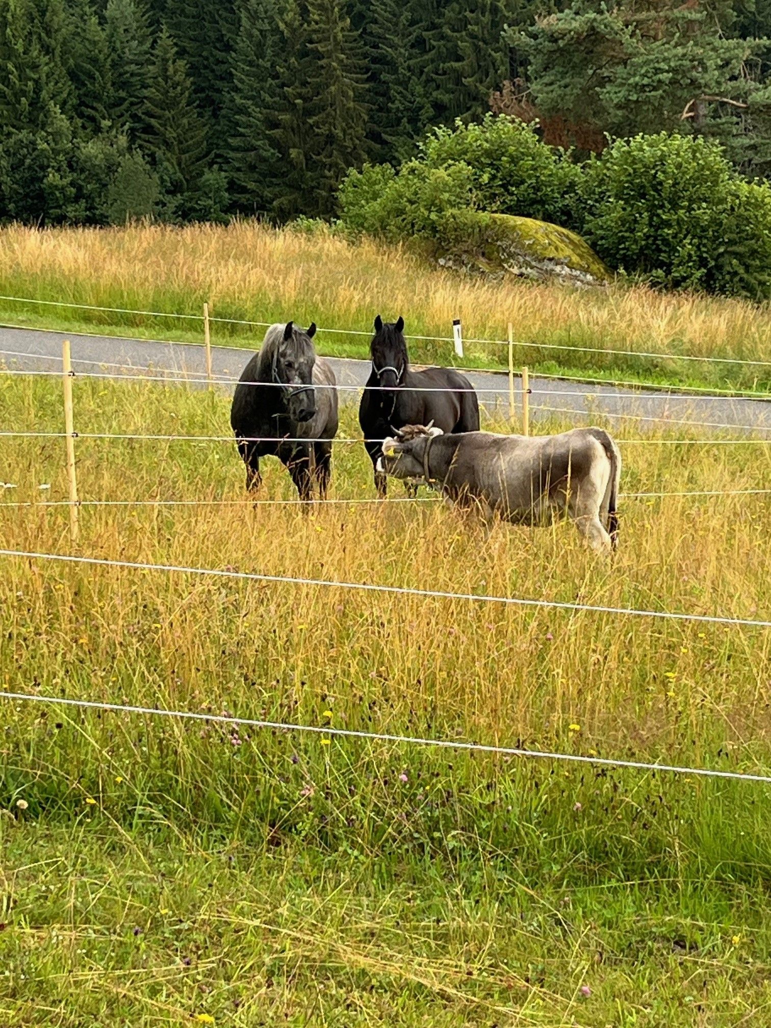 Two horses and a cow are standing in a pasture with tall grass, surrounded by a fence. Trees and a path can be seen in the background.