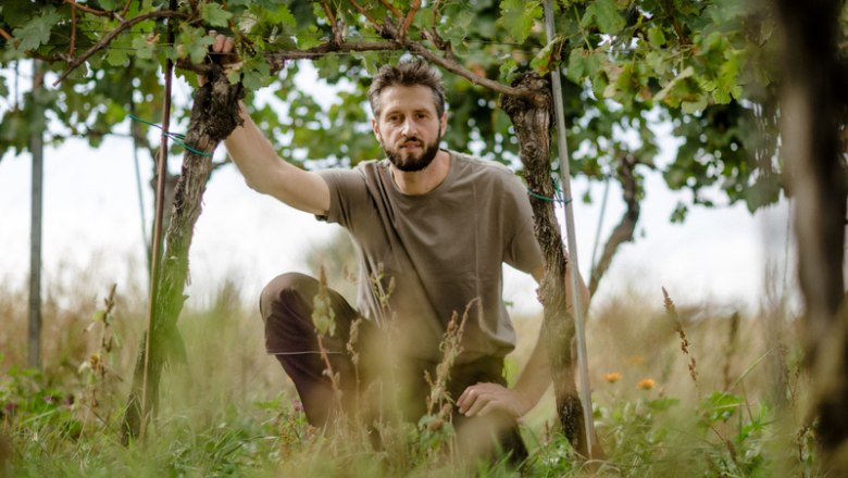 A man kneels under vines in a vineyard.