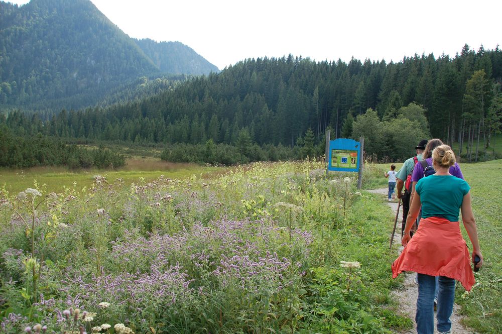Group of hikers on a path through a flowering meadow with mountains in the background.
