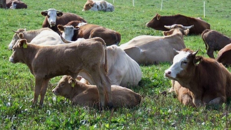 family_holiday_at_bio-farmcpeter_hoebarth_2, © Peter Höbarth family_holiday_at_bio-farmcpeter_hoebarth_2, © Peter Höbarth