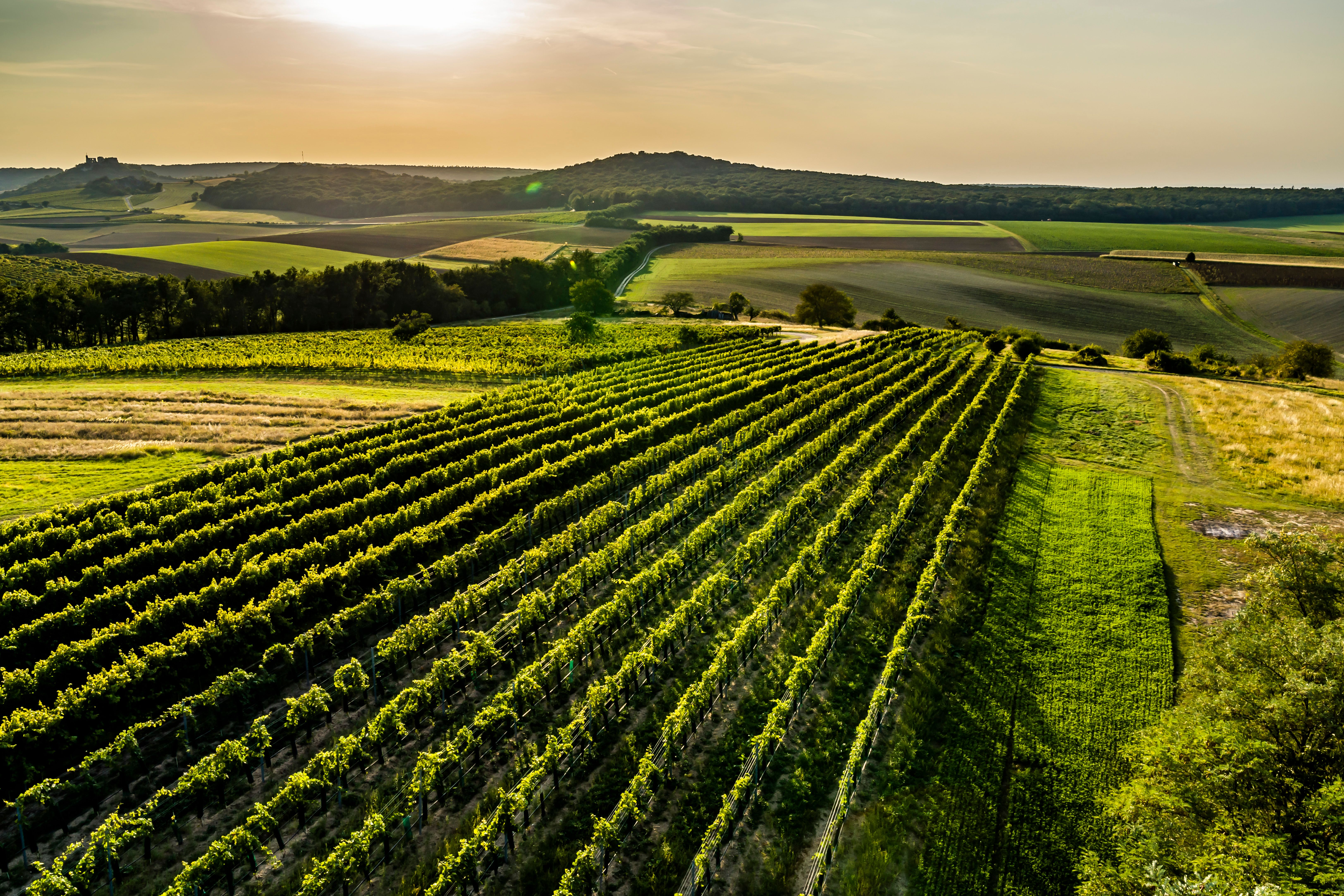 Vineyards in a hilly landscape at sunset.
