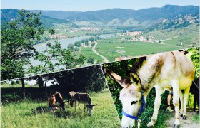 Donkey hike collage, &copy; Stefanie Putzgruber