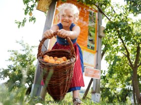 Am Marillen-Erlebnisweg in Krems-Angern, © Donau NÖ Tourismus/Steve Haider
