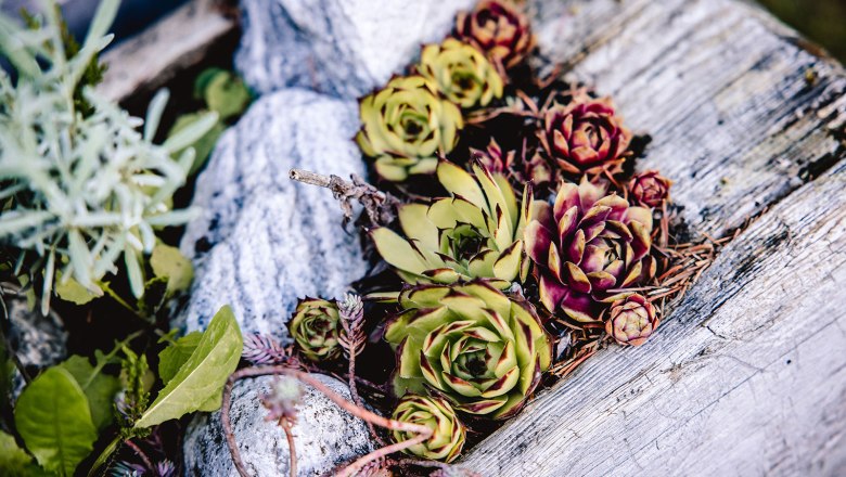 Nestelberg 17, &copy; Sabine Wieser