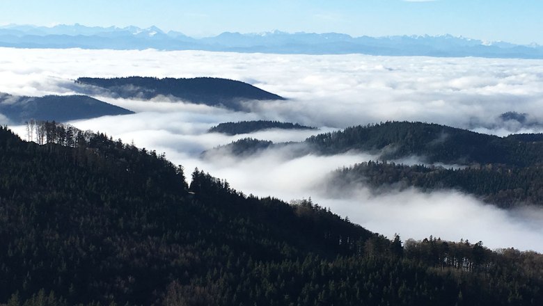 View from a mountain of wooded hills and a sea of clouds, with the Alps in the background.