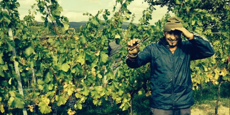 Vineyards, &copy; Weingut Plos