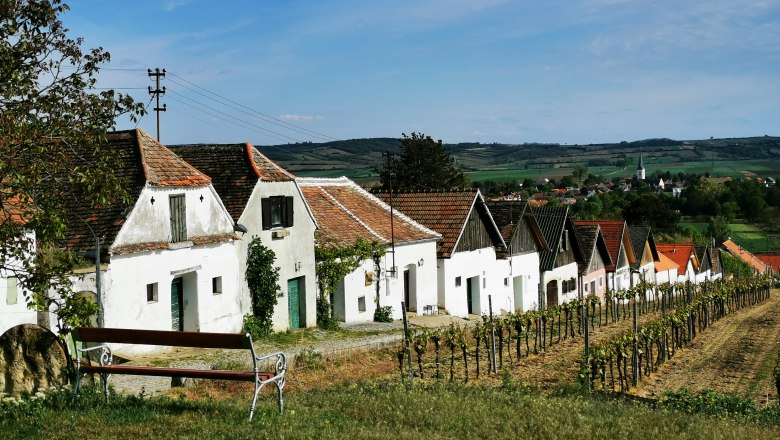 Row of wine cellars in Haugsdorf with vines in the foreground and village in the background.