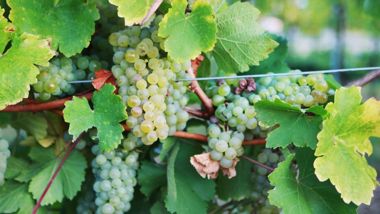 Close-up of green grapes on a vine with green leaves.