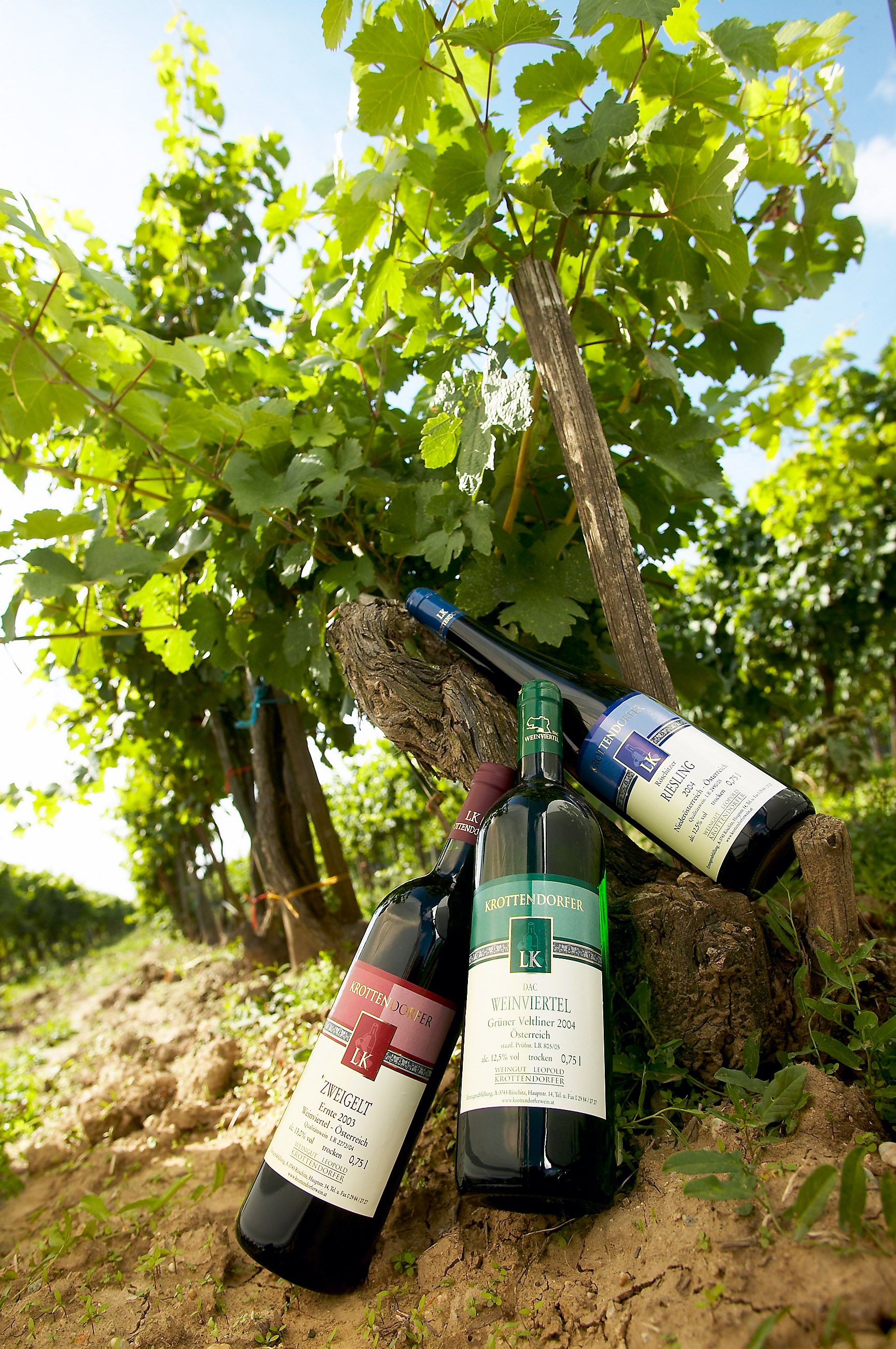 Three bottles of wine lean against a vine in the vineyard.