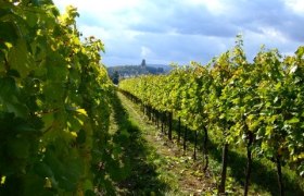 Vines in a sunny vineyard with a tower in the background.