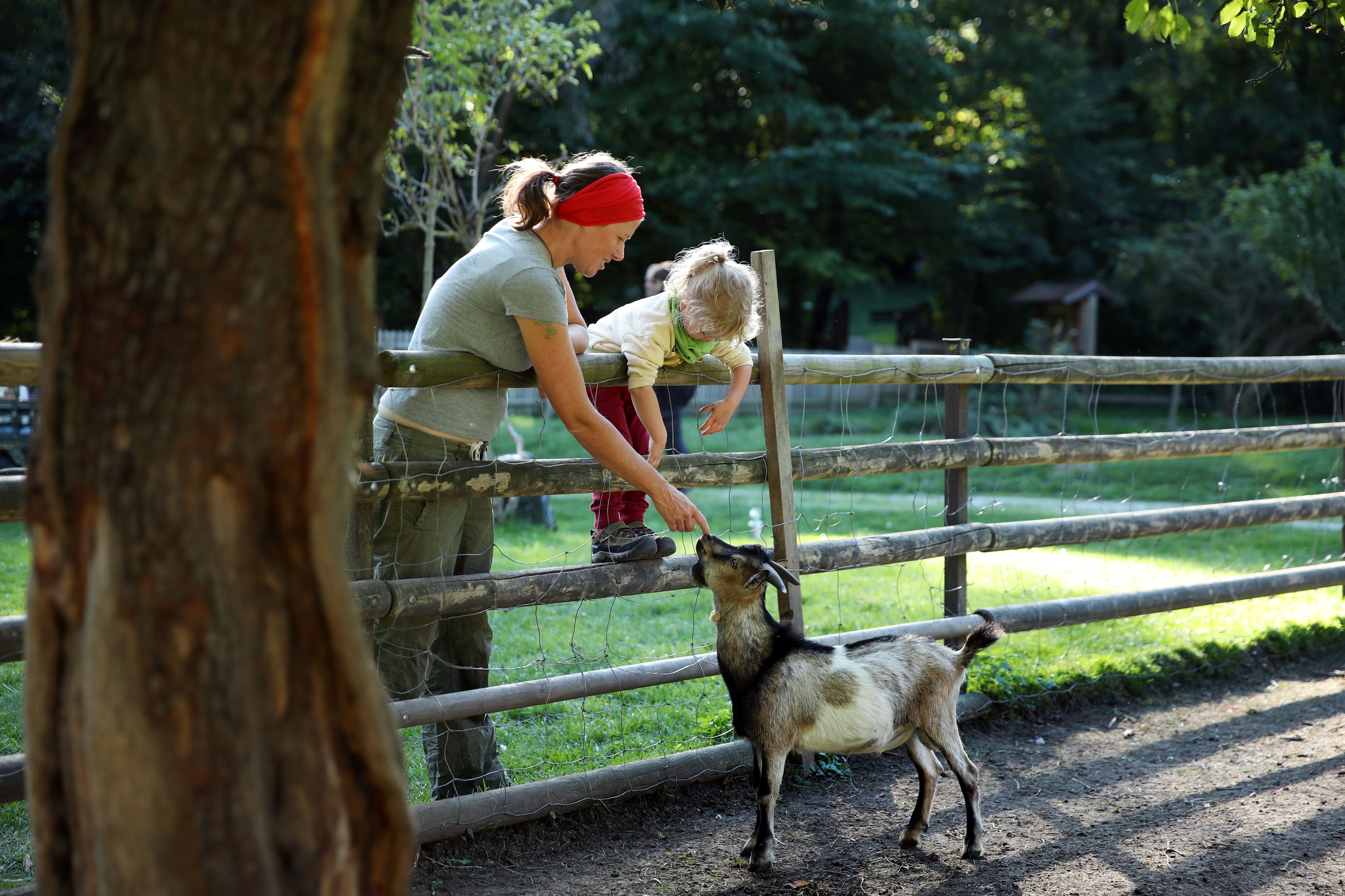 A woman and a child feed a goat over a wooden fence in a nature park.