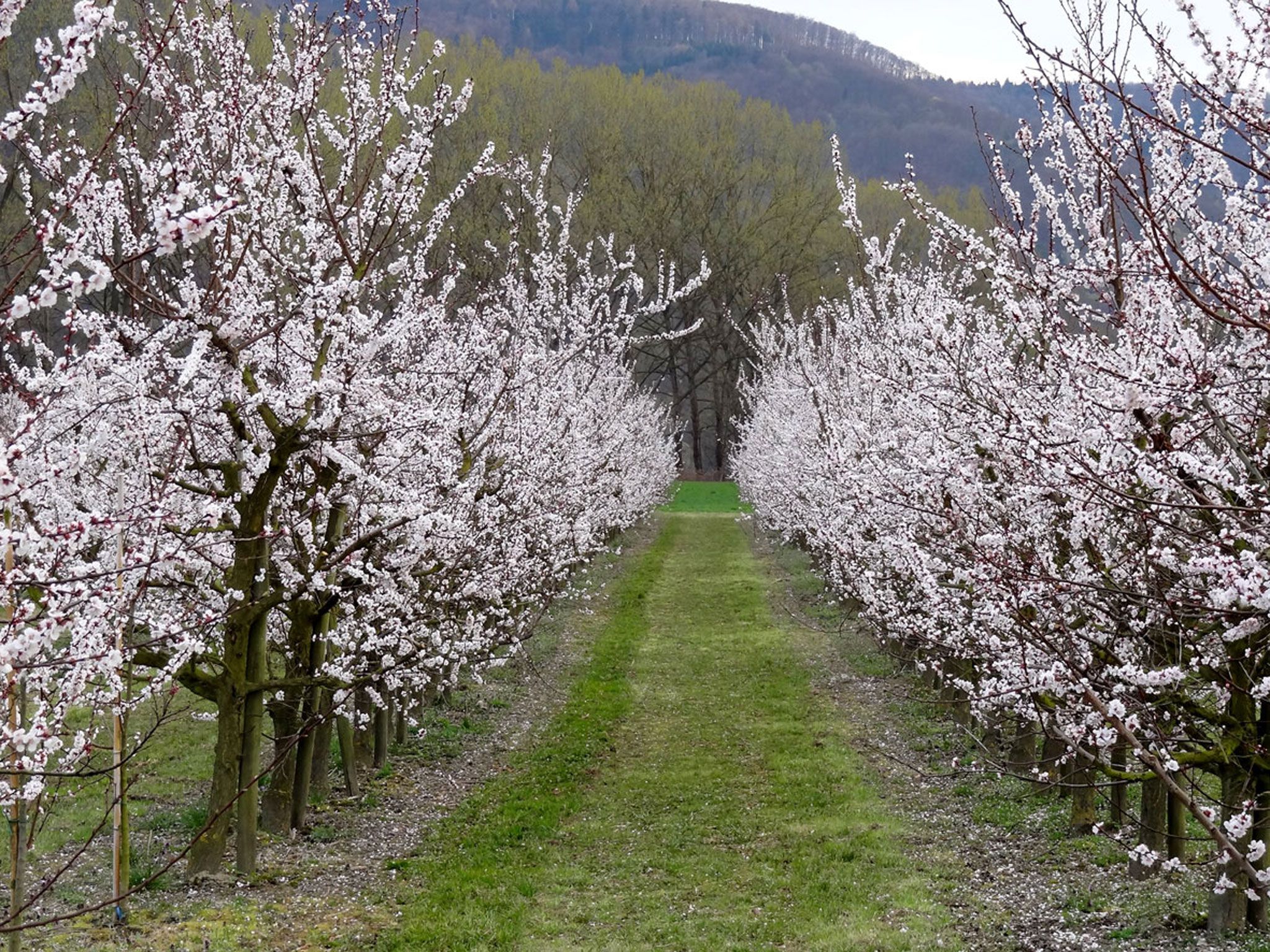 Blooming apricot trees in a row with a green grass path in between.