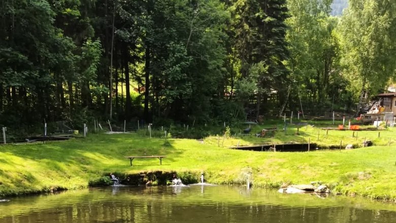 A quiet fishing pond with surrounding forest and meadow.