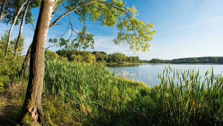 Landscape with lake, reeds and trees in the sunshine.