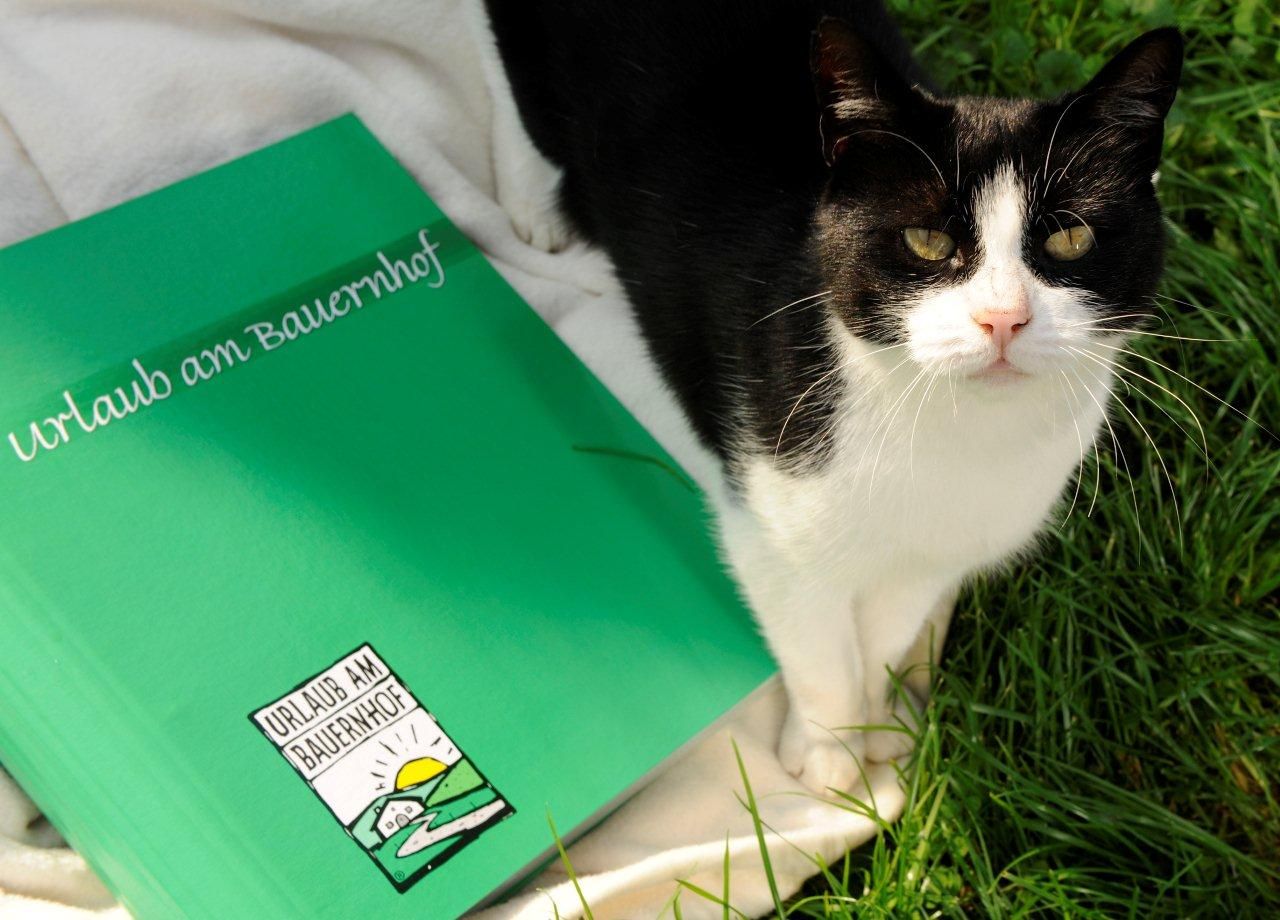A black and white cat sits next to a green folder with the inscription 'Vacation on a farm'.