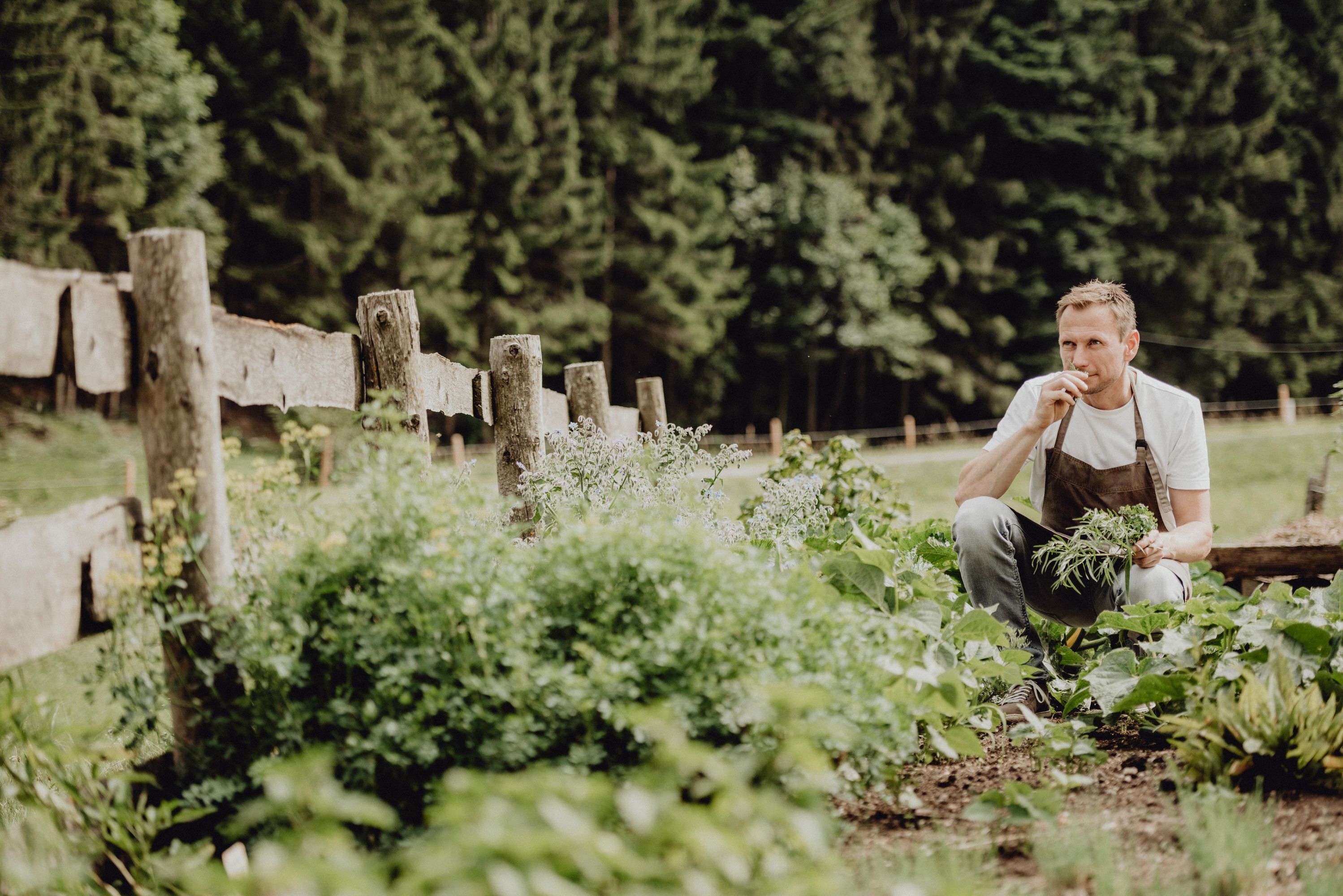 A man in an apron kneels in a vegetable garden and smells herbs, surrounded by green plants and a wooden fence.