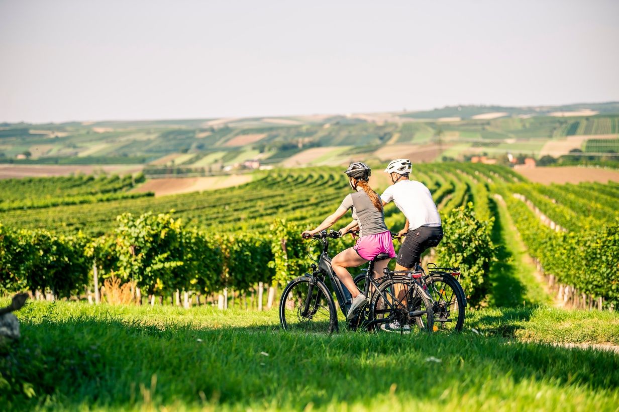 On the Sylvaner wine cycle path