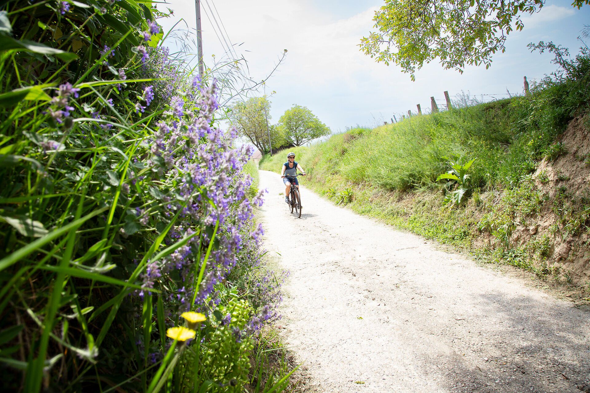 Cyclist in the shady hollow path.