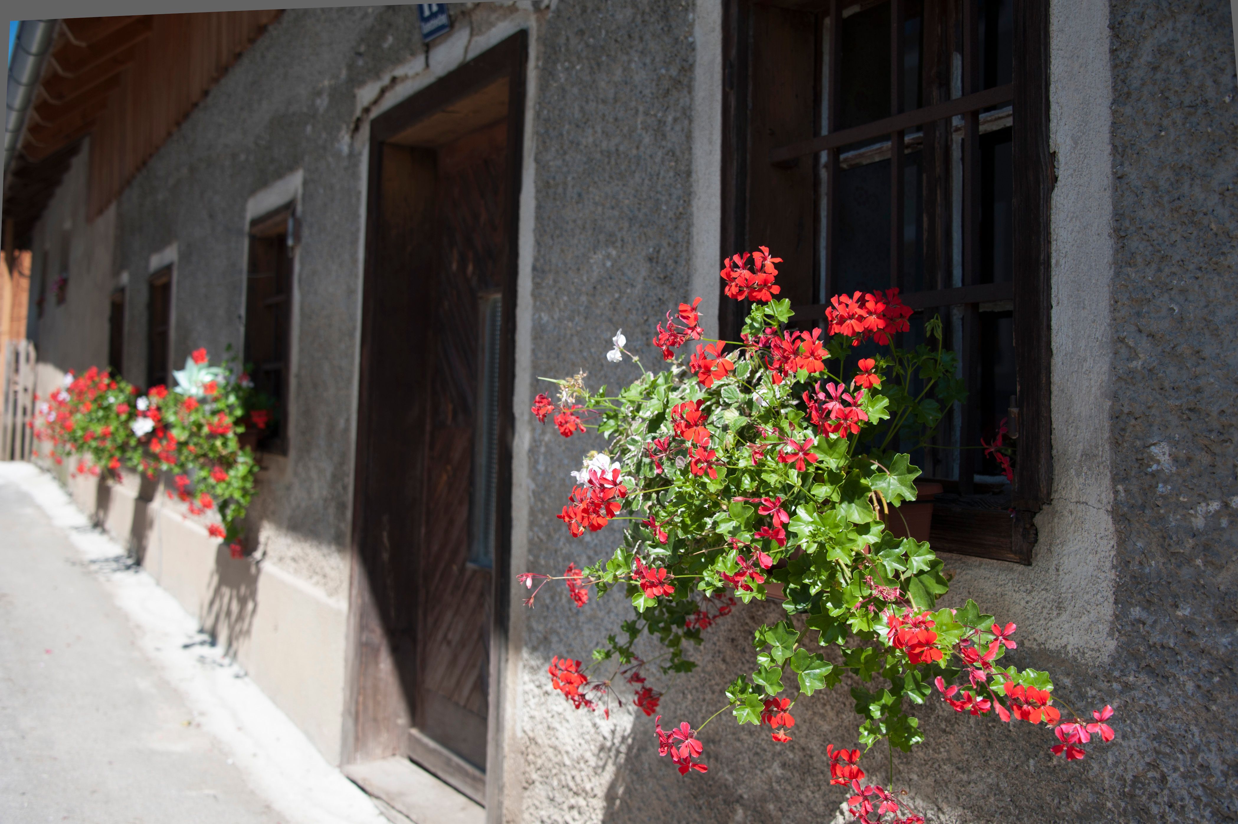 Flowers on a window of an old house.