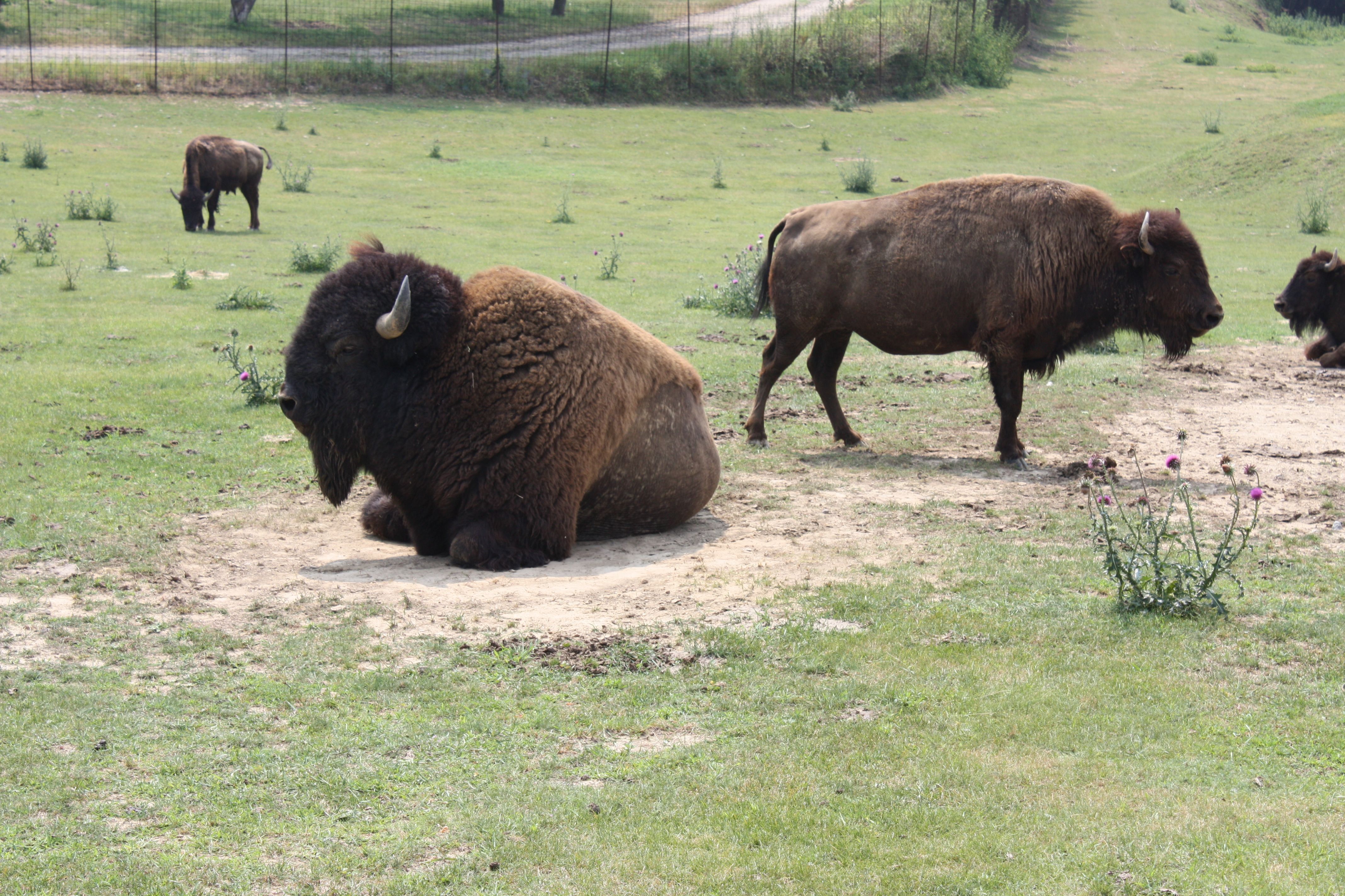 Bison in an enclosure on a meadow.