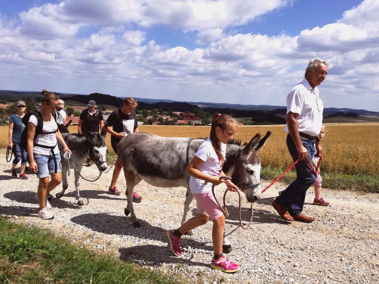 Group of people walking with donkeys on a country lane in sunny weather.